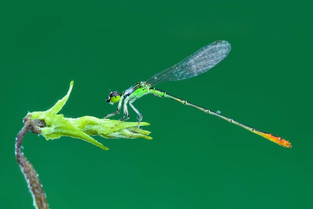 damigella su una foglia sfondo verde bianco