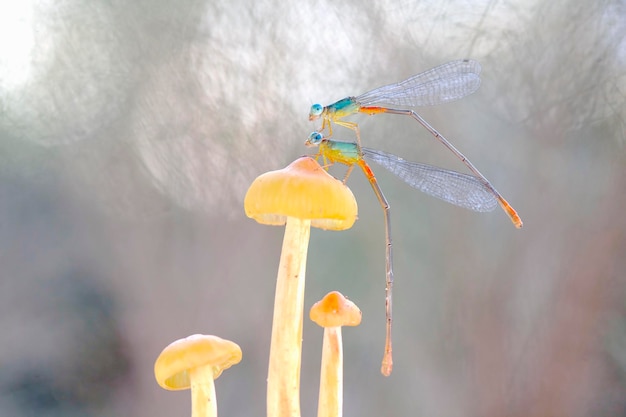 Damselflies sui funghi