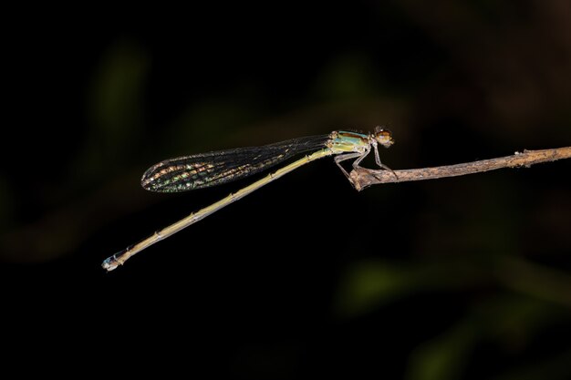 Damselfly adulto ad ali strette della famiglia Coenagrionidae