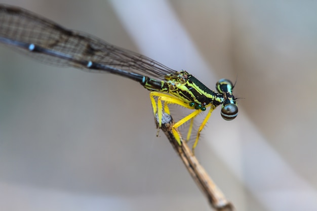 Damselfly nella foresta