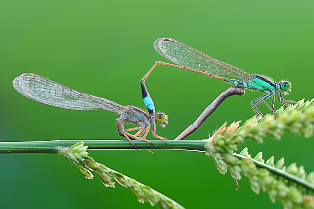 Damselfly si sta accoppiando su una foglia