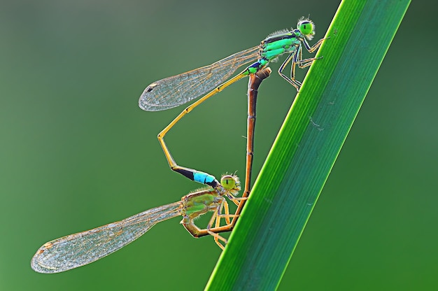 Damselfly si sta accoppiando su una foglia