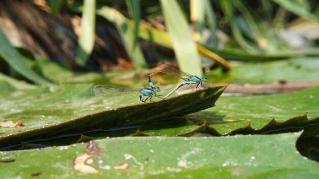 Damselfly