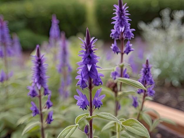 Dan Shen Salvia miltiorrhiza nel giardino.