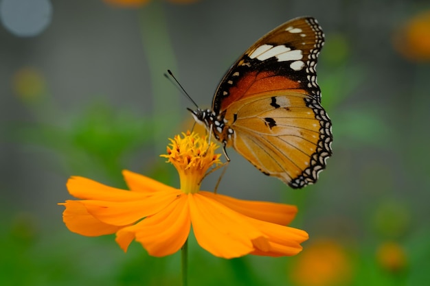 Danaus chrysippus, noto anche come la tigre semplice, la regina africana o il monarca africano. Farfalla gialla