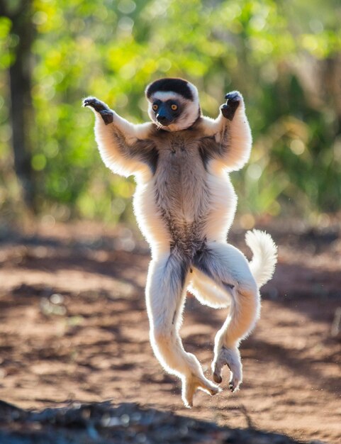 Dancing Sifaka dal madagascar sta saltando