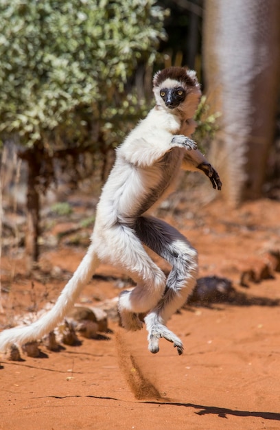 Dancing Sifaka dal madagascar sta saltando