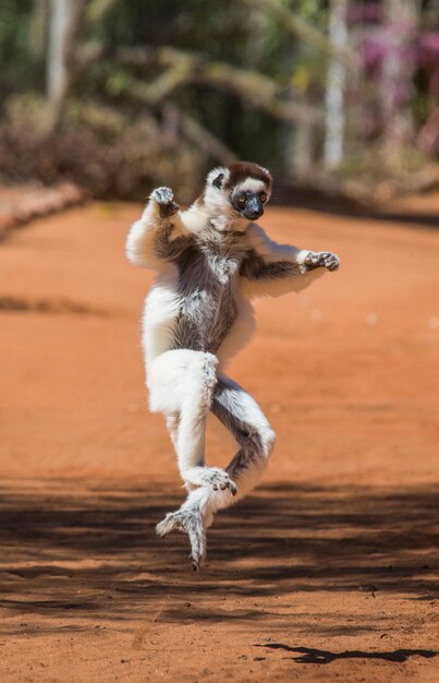 Dancing Sifaka dal madagascar sta saltando