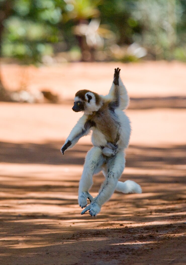 Dancing Sifaka dal madagascar sta saltando