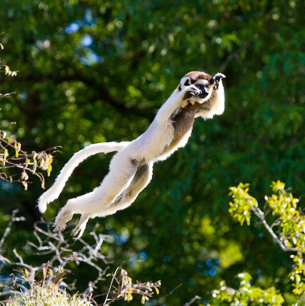 Dancing Sifaka dal madagascar sta saltando