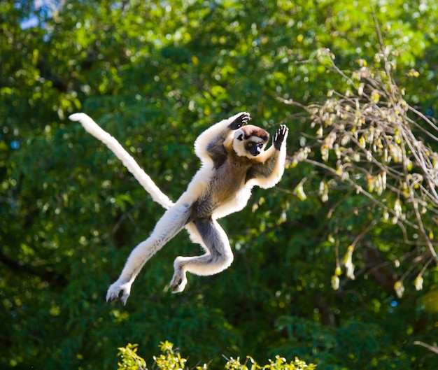 Dancing Sifaka dal madagascar sta saltando