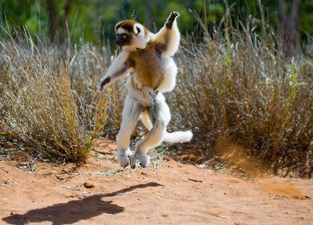 Dancing Sifaka dal madagascar sta saltando