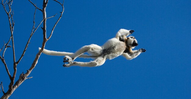 Dancing Sifaka dal madagascar sta saltando