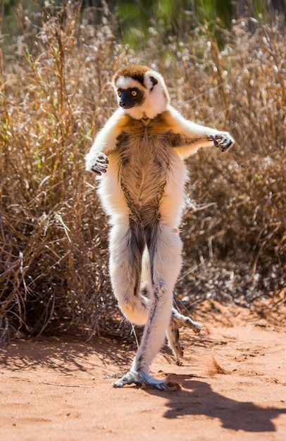 Dancing Sifaka è a terra