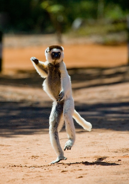 Dancing Sifaka è a terra