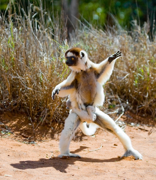 Dancing Sifaka è a terra