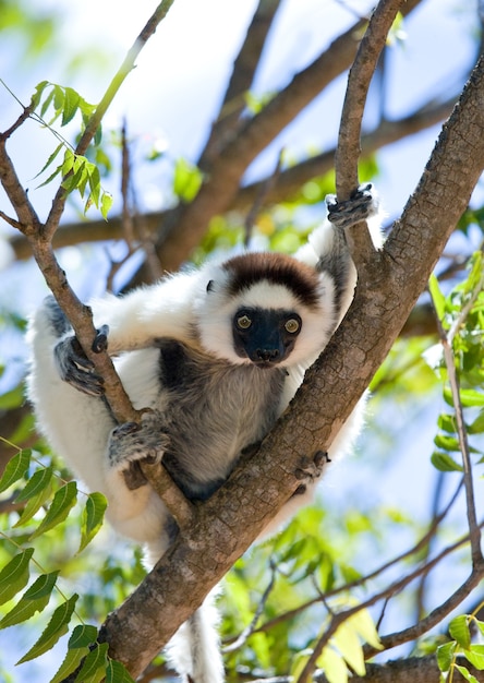 Dancing Sifaka è seduto su un albero