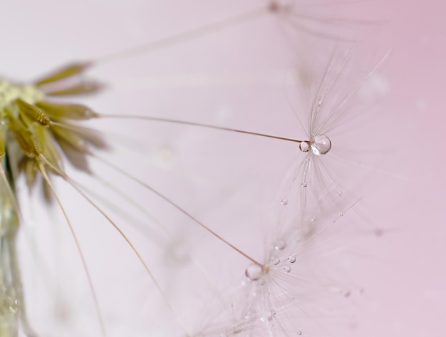 Dandelion fluff closeup Macrofotografia