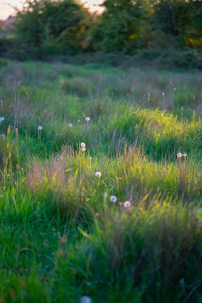 Dandelions in primavera sul terreno con sfondo verde del campo Luci del tramonto