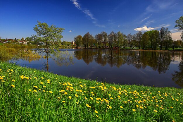 dandelions riverbank paesaggio primavera, primavera vista stagionale aprile, maggio