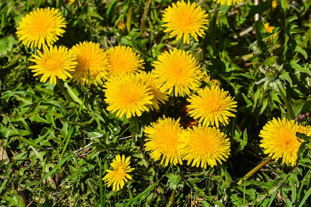 dandelions