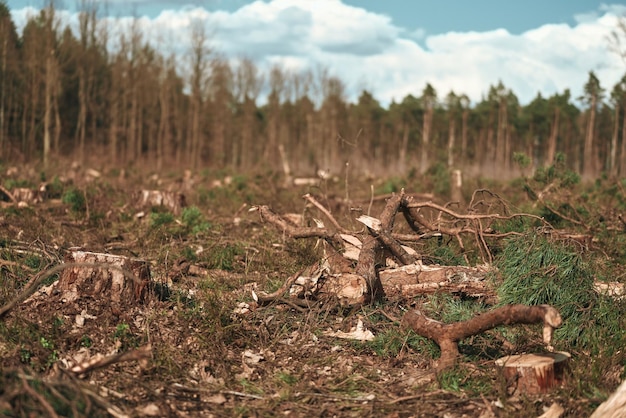 Danni ecologici Impatto della deforestazione sulle foreste sempreverdi europee