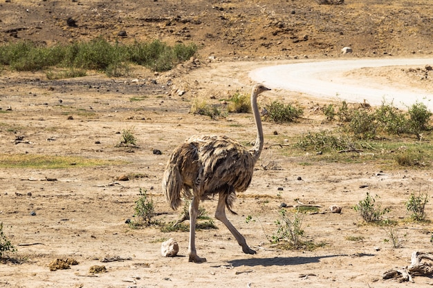 Danza della savana di struzzo femminile di Amboseli Africa