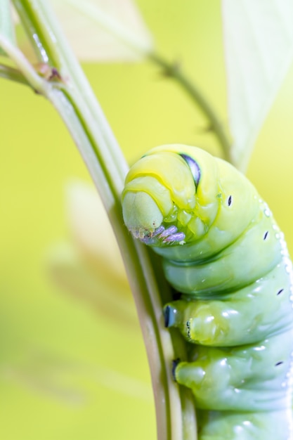 Daphnis Nerii