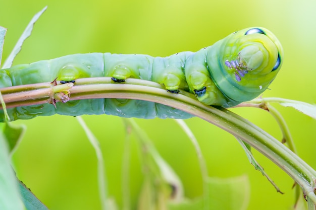 Daphnis Nerii