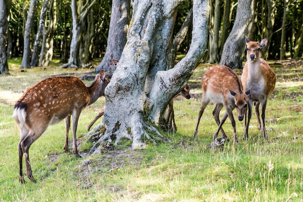 dare da mangiare ai cervi nel parco naturale