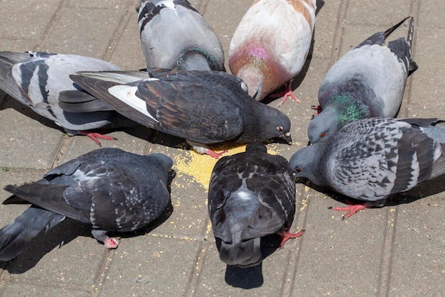 Dare da mangiare ai piccioni per strada
