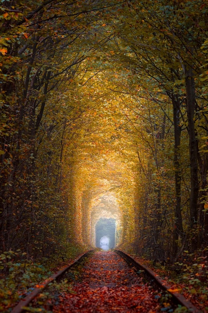 Dark Autumn Trees Tunnel con la vecchia ferrovia Tunnel of Love Tunnel naturale dell'amore formato da alberi Ucraina