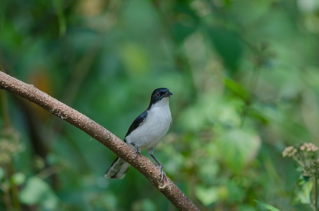 Dark-backed Sibia (Malacias melanoleucus) uccello