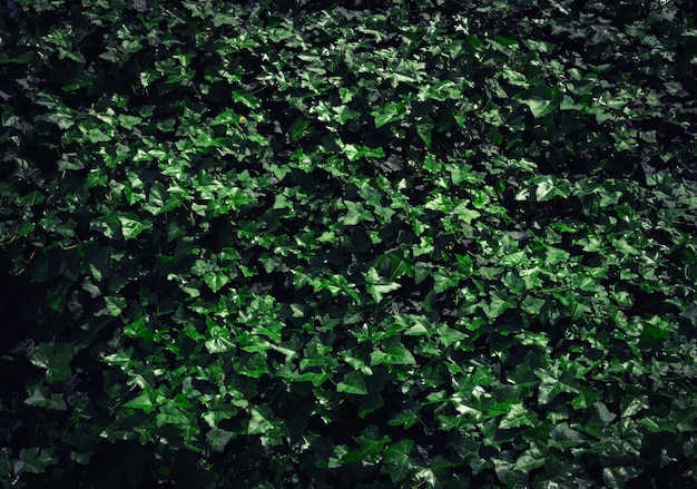 Dark Evening Ivy Texture Background Crepeper Green Hedge in Night Wall of Hedera Helix Creeper Foliage