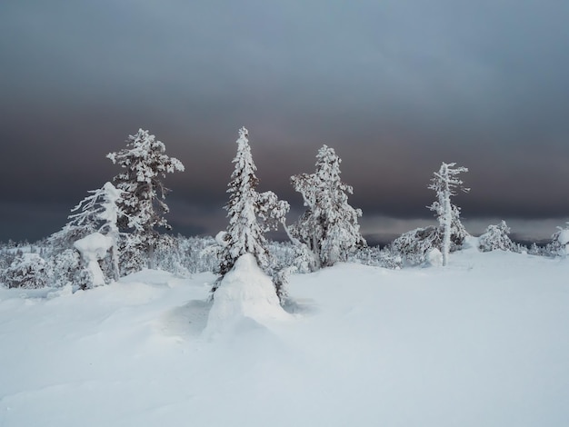 Dark forest Twilight cupa foresta invernale Astratto sfondo scuro strada fredda Vista notturna