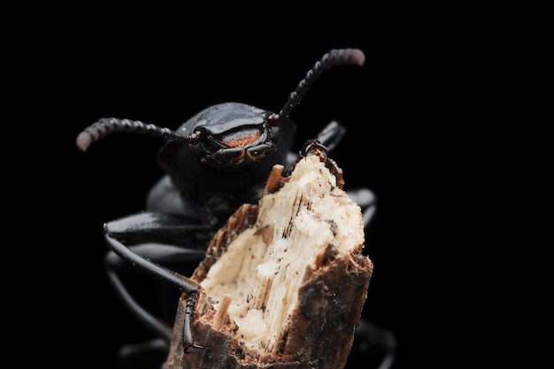 Darkling Beetle o super worm zophobas morio su gambo con backgroun nero Primo piano Darkling Beetle