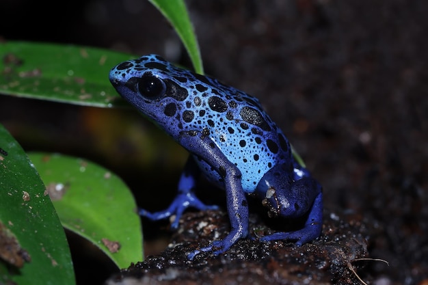 Dart frog dendrobates tinctorius azureus primo piano su muschio