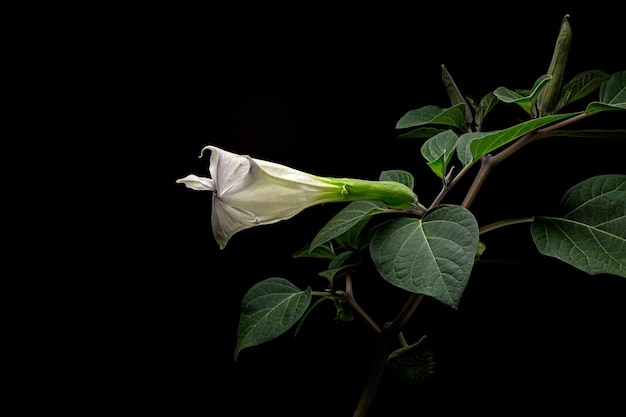 Datura fiore dope stramonium thornapple jimsonweed isolato su sfondo nero