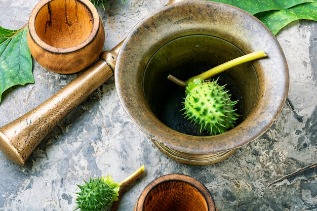 Datura in fitoterapia