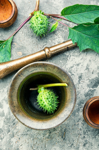 Datura in fitoterapia