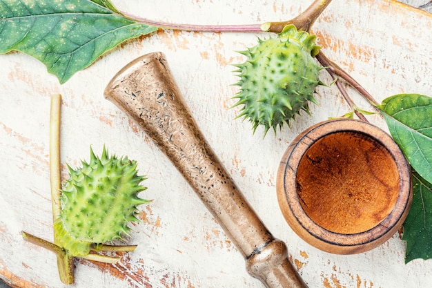 Datura in fitoterapia