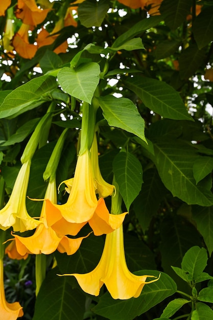 Datura stramonium in giardino