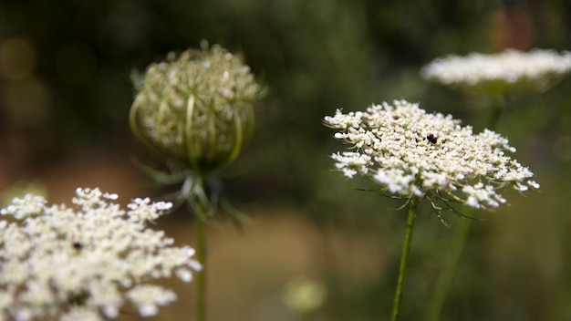 Daucus carota da vicino sul campo