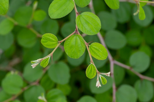 Daun Bidara Ziziphus mauritiana foglie conosciute come giuggiolo indiano prugna indiana dattero cinese e mela cinese