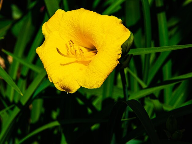 Day lilly in uno sfondo verde e nero