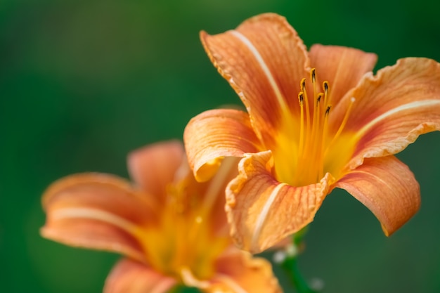 Daylilies arancioni