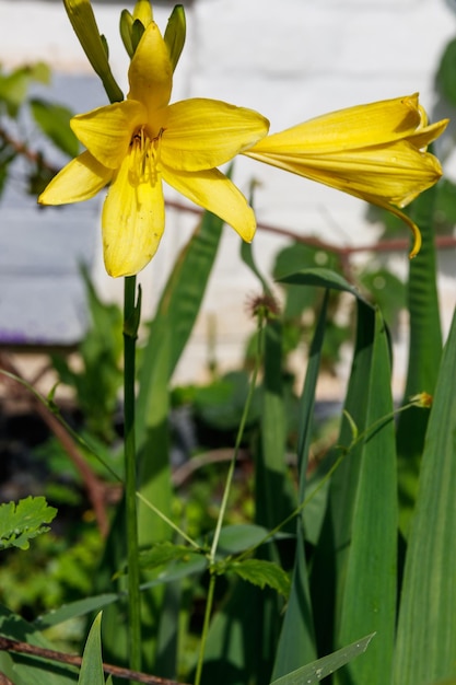 Daylily giallo Hemerocallis lilioasphodelus in un giardino