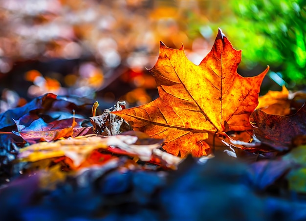 Decadimento stagionale naturale delle foglie degli alberi. Colore che cambia dal verde al giallo al grigio scuro che simboleggia l'inverno.