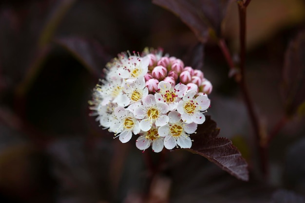 Decine di fiori bianchi di Physocarpus opulifolius a foglie viola a maggio