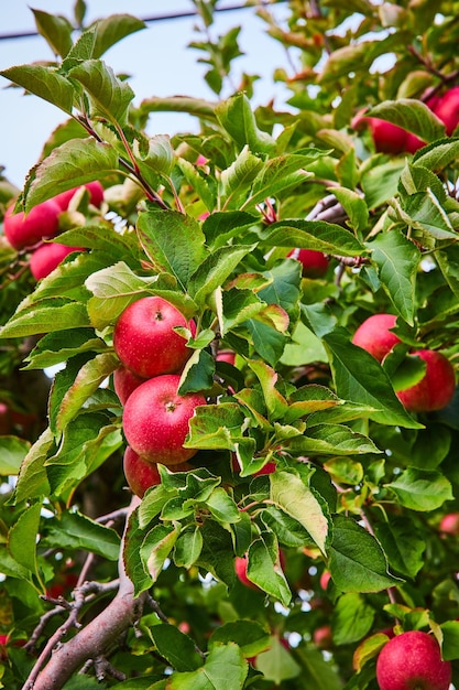 Decine di mele rosse da vicino crescono nella fattoria del frutteto